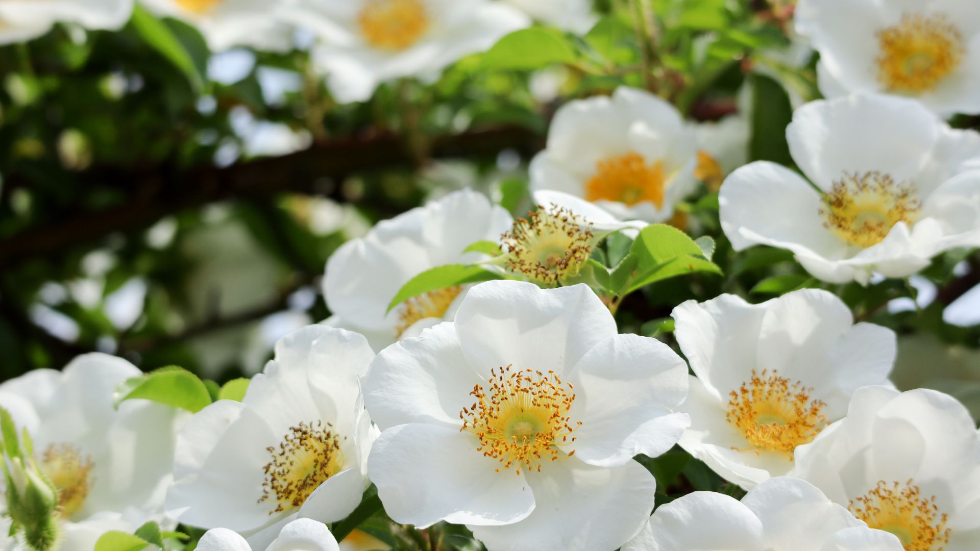 Rosa laevigata Michx opens wide and brightens the surroundings.